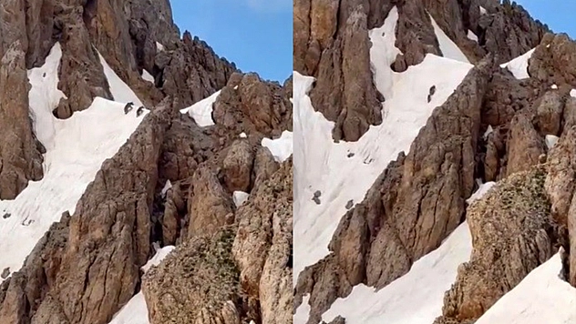 Tunceli'de Yaz ortasında karlı zirvede ayı sürprizi