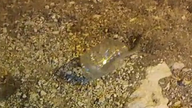 Tunceli'de yılan korkuttu