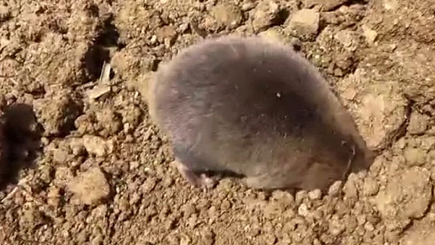 Tunceli'de yuva yapmak için kazı yapan köstebek kameraya yansıdı