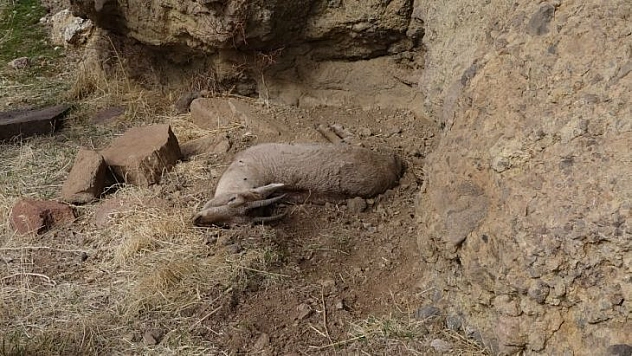 Tunceli'deki yaban keçisi ölümlerinin nedeni veba çıktı