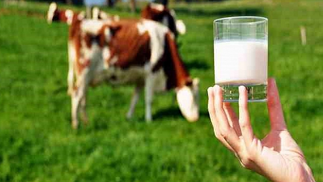 Türkiye çiğ süt üretiminde Avrupa'da 3'üncü, dünyada 9'uncu sırada