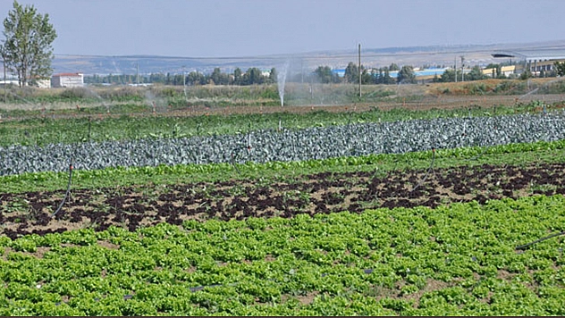 Bitkisel üretimde düşüş: Kuraklık ve zirai don etkili oldu