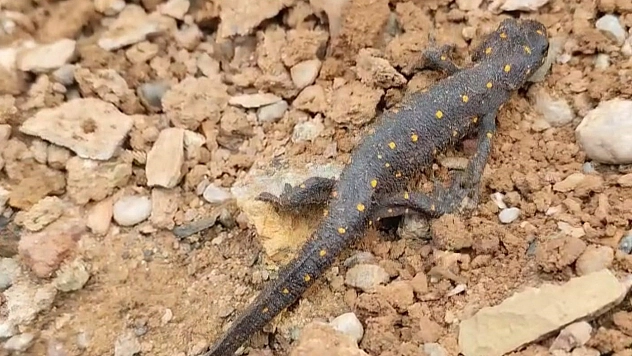 Türkiye'de ilk defa Tunceli'de görülmüştü: Tekrar ortaya çıktı