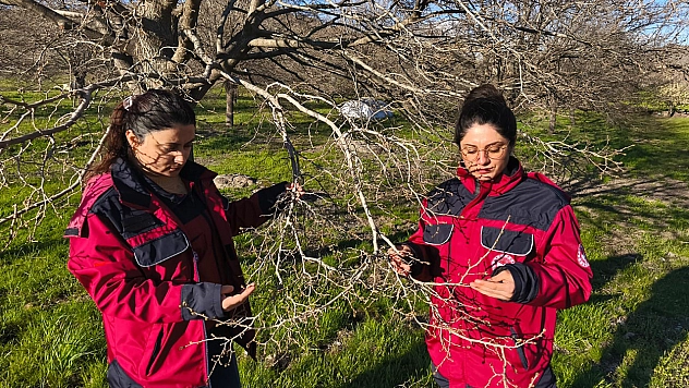 Türkiye'nin en önemli dut merkezini zirai don vurdu