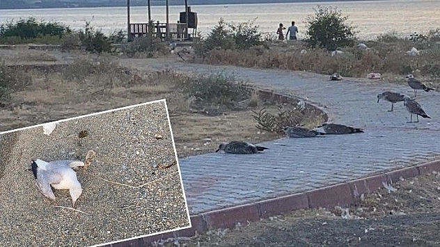 Ölümlerin Sebebi Ne?