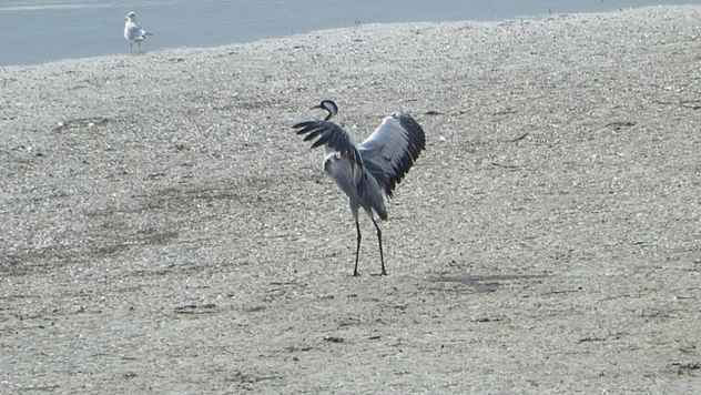 Uzun Yıllar Sonra Komşu İlde Görüntülendi!