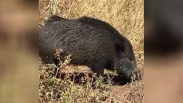 Vatandaşın dağda aradığı domuz köyde görüntülendi