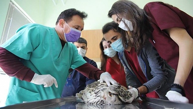 Vurulan kulaklı orman baykuşu bulundu, tedavi altına alındı