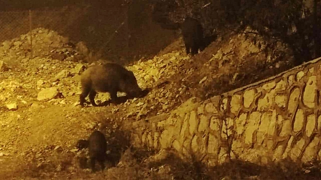 Yaban domuzları kente indi