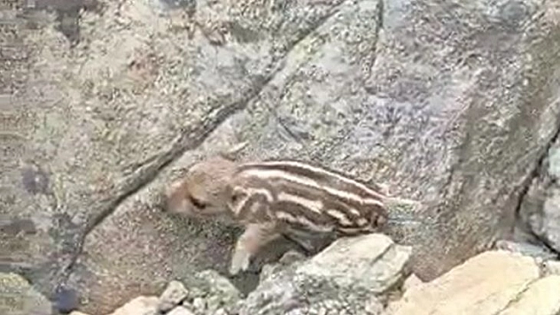 Yaban Domuzunu Gördü 'Pijamalarını Giymiş' Söylemi İle Kahkahaya Boğdu