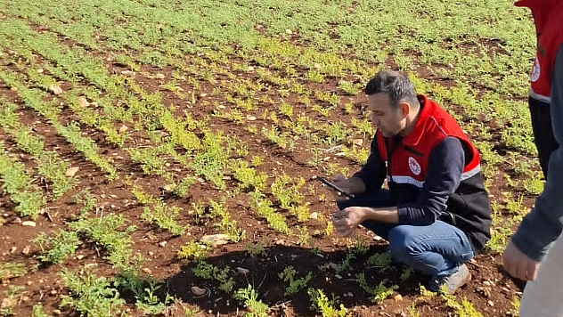 Yağış sonrası tarlalarda hastalık kontrolleri yapıldı
