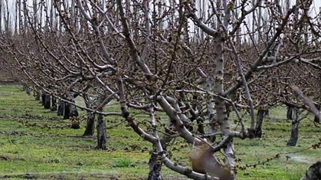Yalova'da mahkemeden satılık meyve bahçesi