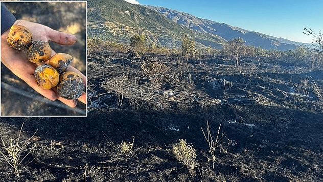 Yangında 4 Kişi Yaralandı, Yüzlerce Kayısı Ağacı Kül Oldu