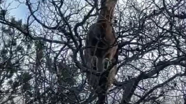 Yanlarına kadar gidip yaban keçilerini izleyip görüntülüyor, hayvanlar ondan kaçmıyor