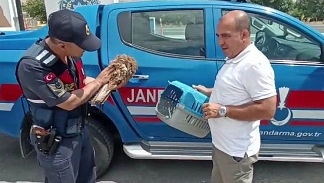 Yaralı Atmaca ve Tavşana Jandarmadan Şefkat Eli