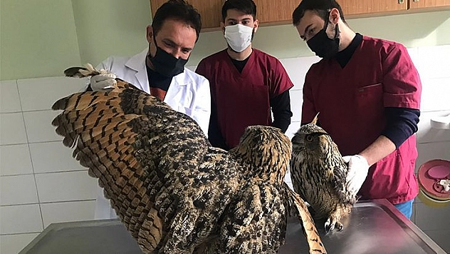 Yaralı Halde Bulunan Kulaklı Orman Baykuşları Tedavi Altına Alındı