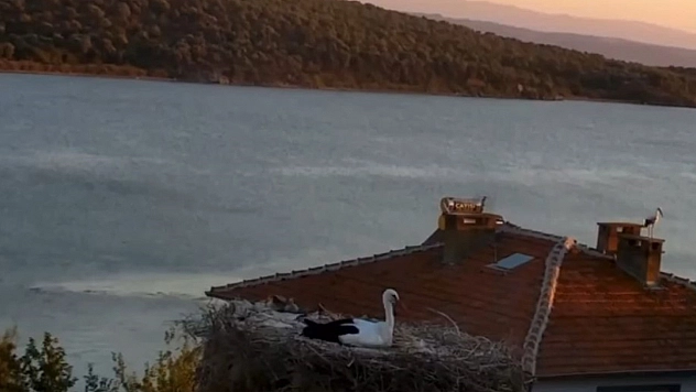 Yaren Leylek depremi önceden hissetti