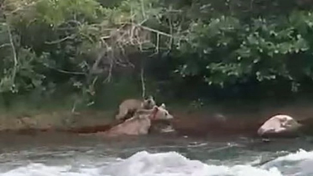 Yavrusu çayı geçemeyince anne ayı da geri döndü