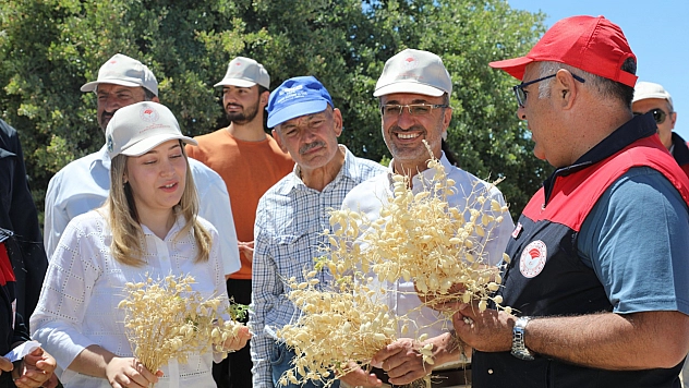 Yerli Tüylü Nohutta hasat zamanı