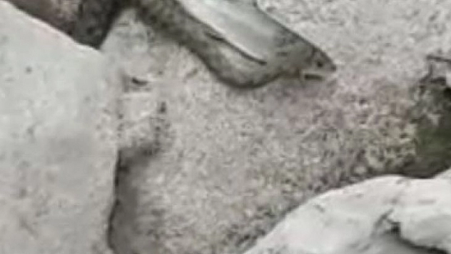 Yılanın balık avı görüntülendi