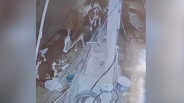 Yıldırım hayvan çiftliğine isabet etti: 3 inek telef oldu