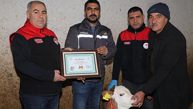 Yılın ilk buzağısına 'Bereket' adı verildi