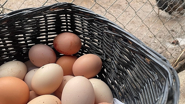 Yumurta üretimi 6 ayda 330 milyon adet azaldı