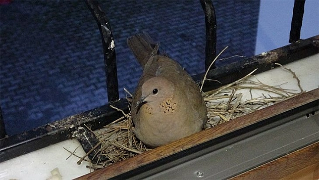 Yuva Yapan Kumru İçin Bir Odayı Değiştirip, Pencereyi İptal Ettiler