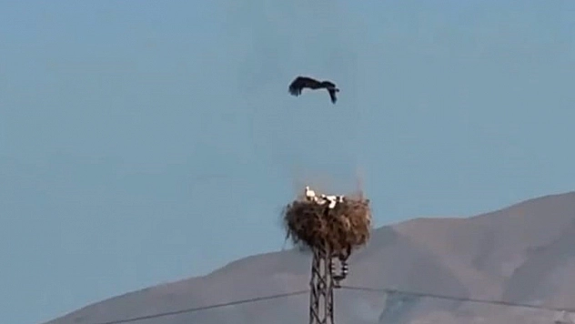 Yuvasında yangın çıkan leyleğin yavrularını kurtarma çabası sonuçsuz kaldı