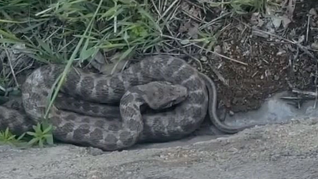Zehirli koca engerek yılanı Elazığ'da görüntülendi