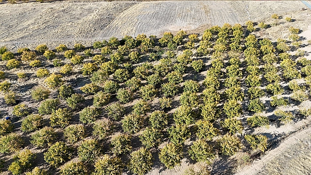 Zirai dondan etkilenen kayısı ağaçları gelecek yıl için umut veriyor