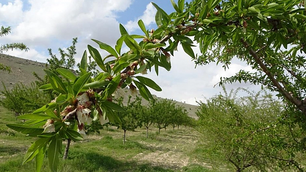 Zirai dondan etkilenmedi, üreticisi bile şaşırdı