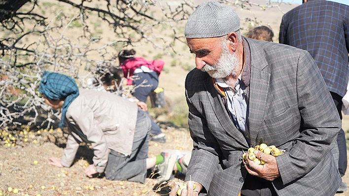 110 bin Ahlat ağacı turizme kazandırılmayı bekliyor