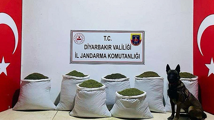 129 Kilo Toz Esrar Ele Geçirildi