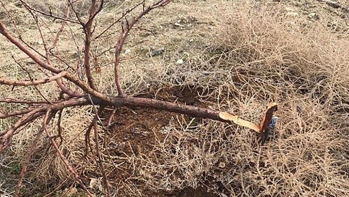 17 bin TL harcadı, ağaçlarını keseni fotokapanla yakaladı