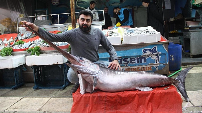 2 metrelik kılıç balığı ilgi odağı oldu