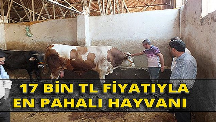 Pazarın en pahalısı 'İzzet' alıcısını bekliyor