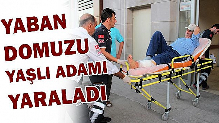 YABAN DOMUZU YAŞLI ADAMI YARALADI