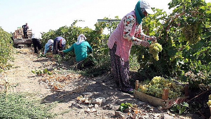 ELAZIĞ'DA EN 'HOŞ ÜZÜM' HASADI