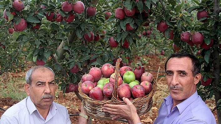 İTALYANLARIN 'SCARLET' ELMASINI ELAZIĞ'DA ÜRETİYOR