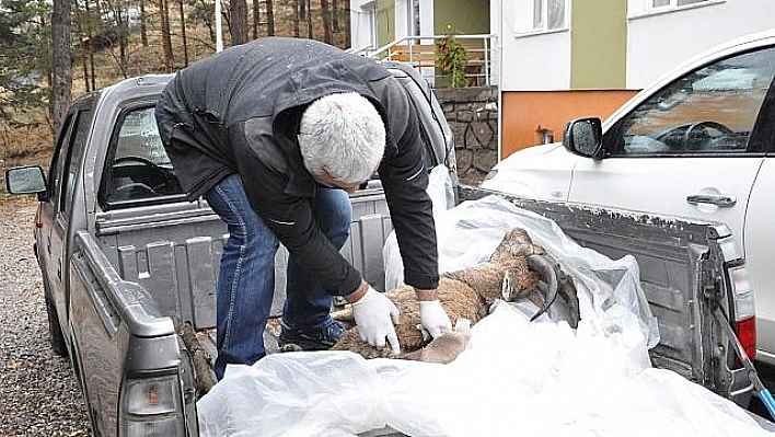 DAĞ KEÇİSİ ÖLÜMLERİNDE 'VEBA' ŞÜPHESİ