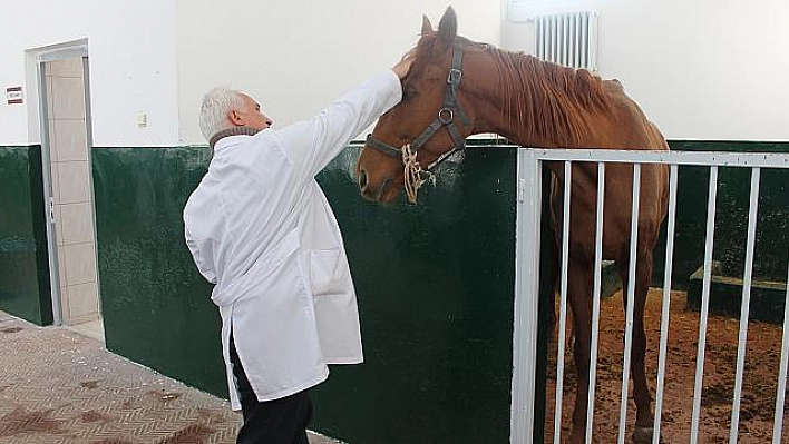 İŞÇİLERİN BULDUĞU SAFKAN İNGİLİZ ATI İYİLEŞTİ