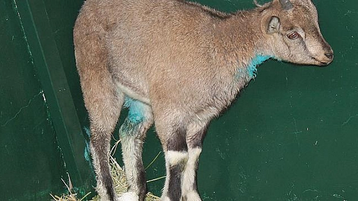 KÖPEKLERİN YARALADIĞI DAĞ KEÇİSİ TEDAVİ ALTINA ALINDI