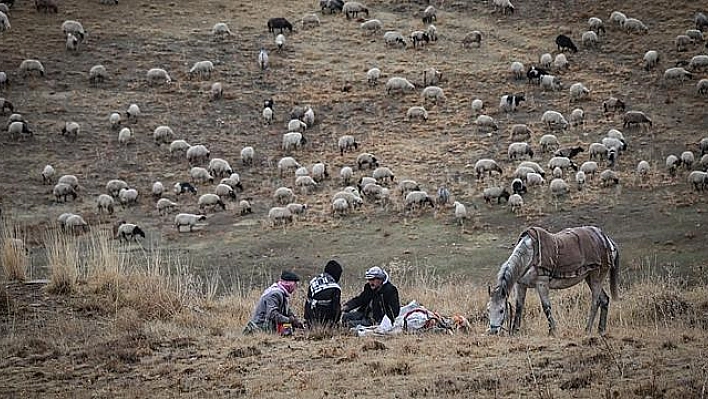 DOĞU'DA YAYLA HASRETİ SONA ERİYOR