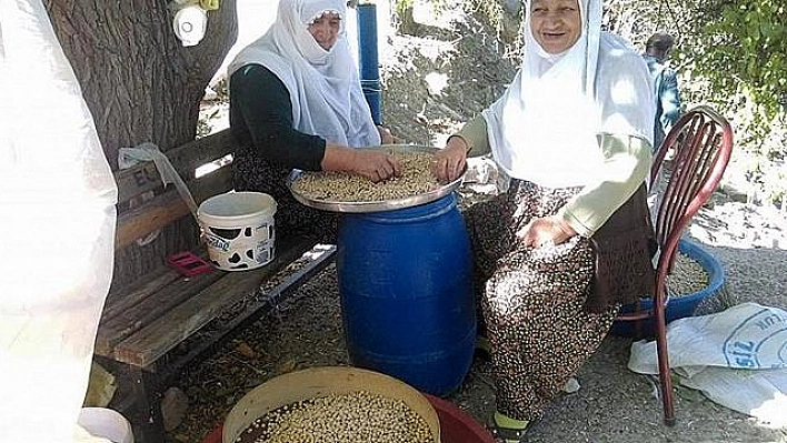 TADINI KAVRULDUĞU KUMDAN ALAN AĞIN LEBLEBİSİNE TALEP ARTTI  