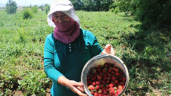 'Çilek Üretimi 8 Tondan, 200 Kiloya Düştü'