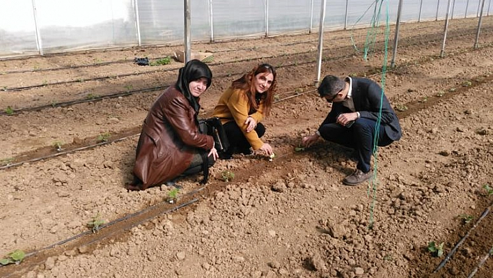 SERACILIKTA ELAZIĞ ANTALYA'YA RAKİP!