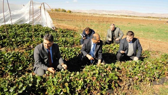 Elazığ'da Yeni Çilek Çeşitleri Üretiliyor