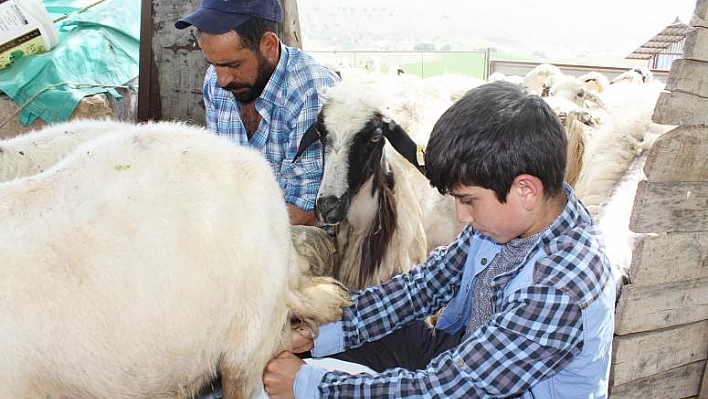 ÇOBANLIK YAPAN HABİB'İN TEOG BAŞARISI