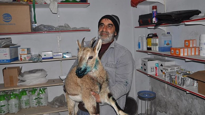 DAĞ KEÇİSİNİ VAŞAĞIN SALDIRISINDAN VATANDAŞLAR KURTARDI
